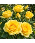 Spray Rose Sun City